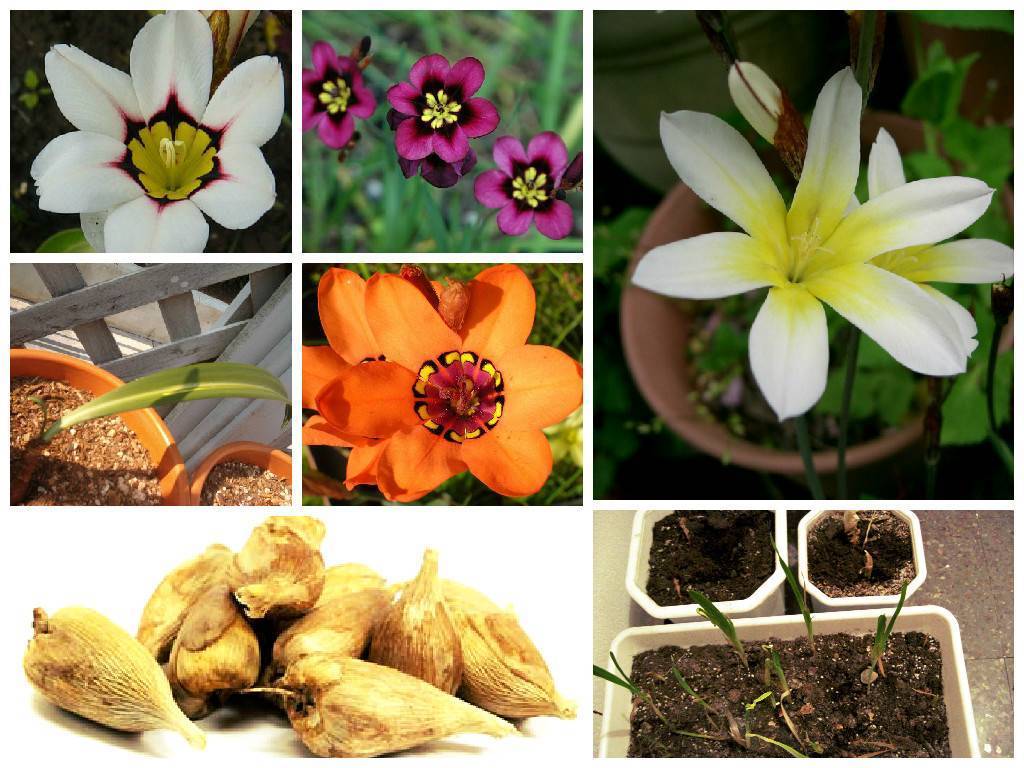 Спараксис: посадка и уход в открытом грунте, фото, выращивание из семян, сорта и размножение