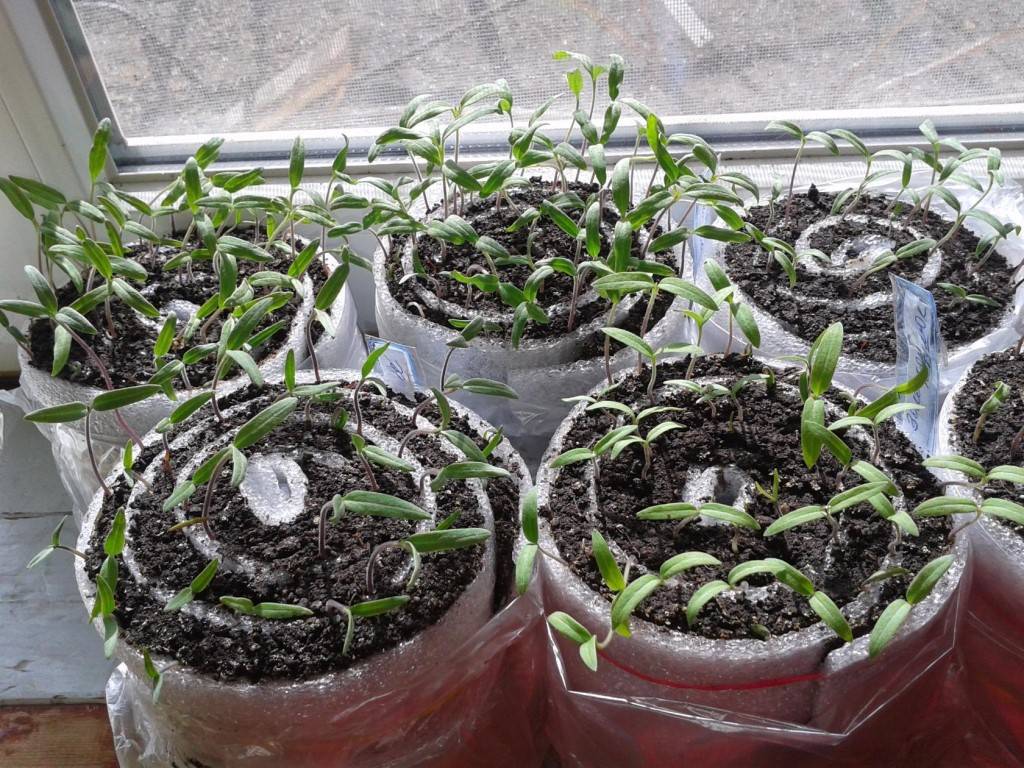 Новые способы выращивания рассады томатов без земли: как посадить