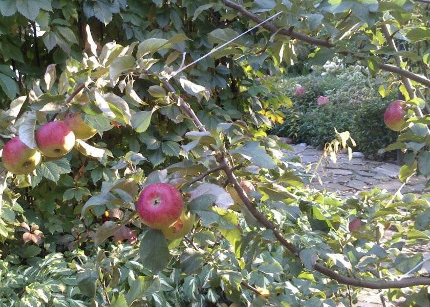 Яблоня жигулевское: описание и характеристика осеннего сорта, отзывы садоводов о выращивании