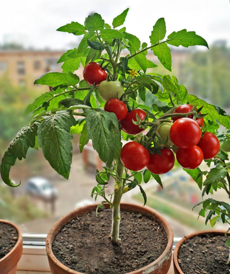 Как вырастить домашние помидоры на подоконнике