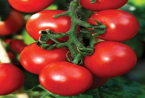 Аккуратные помидорки с нежным сладостным вкусом — томат увертюра f1 нк: описание сорта
