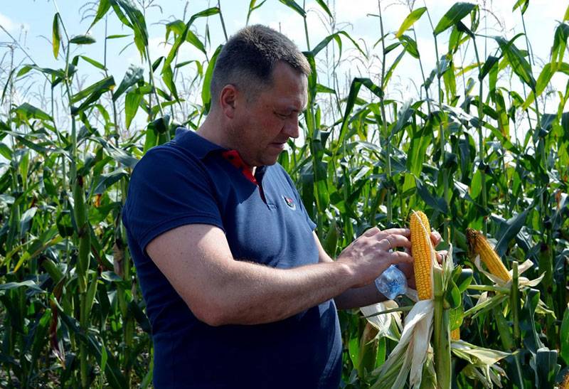 Посадка кукурузы на даче: особенности выращивания в открытом грунте