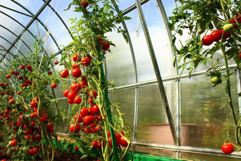 Уход за помидорами в теплице из поликарбоната