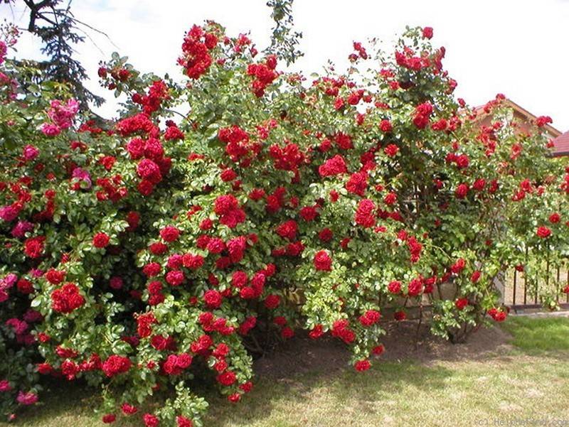 Плетистая роза сантана: описание и фото, секреты выращивания