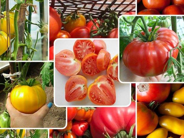 Выращивание томатов на урале в теплице: как происходит посадка помидоров и какой уход им нужен, какова урожайность?