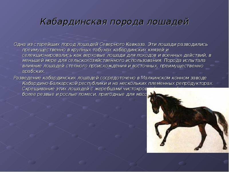Тракененская порода лошадей: описание и правила содержания, стоимость