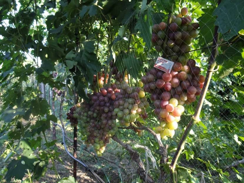 Виноград "низина": характеристика и описание сорта, особенности выращивания, достоинства и отзывы