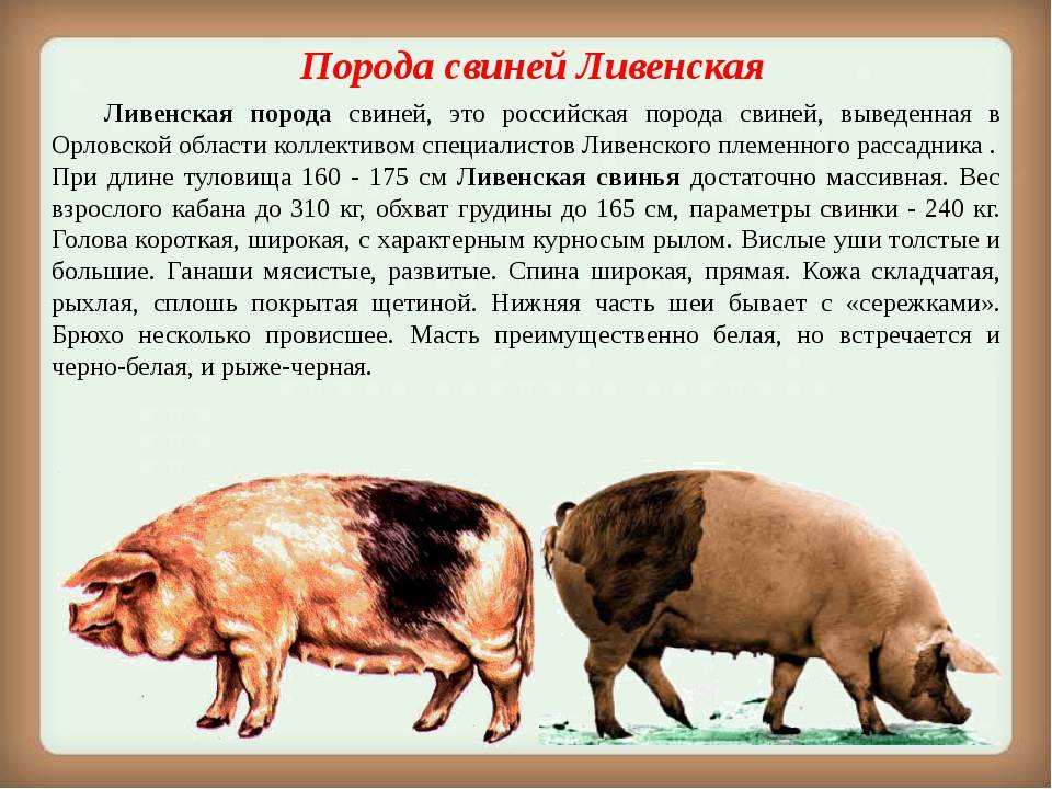 Русская крупная белая порода свиней: характеристика, фото и внешний вид
