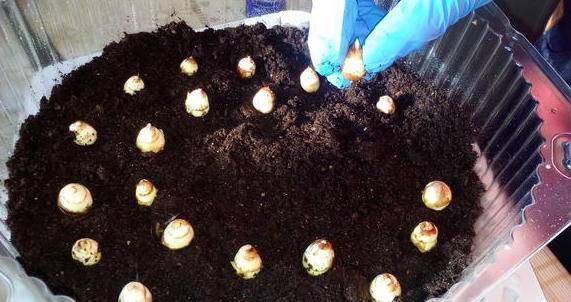 Фрезия: посадка и уход в открытом грунте весной, выращивание в сибири в саду, как сажать луковицы
