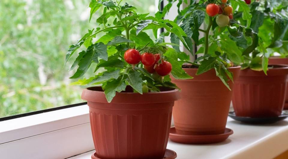 Как вырастить помидоры черри в домашних условиях, на подоконнике зимой, а также на балконе? преимущества сорта и уход