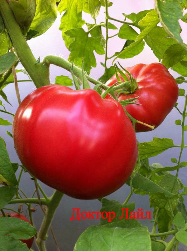 Томат лель: характеристика и описание сорта, урожайность помидора, высота куста, отзывы тех, кто сажал с фото и видео
