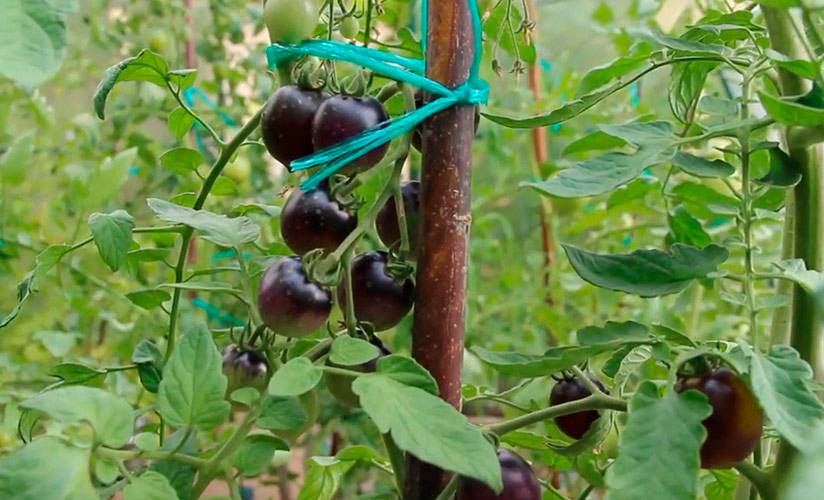 Томат «черная гроздь f1» — нужен ли на огороде?