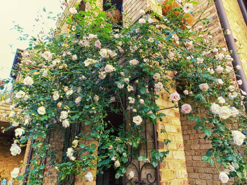 Роза плетистая — посадка и уход за кустом на дачном участке