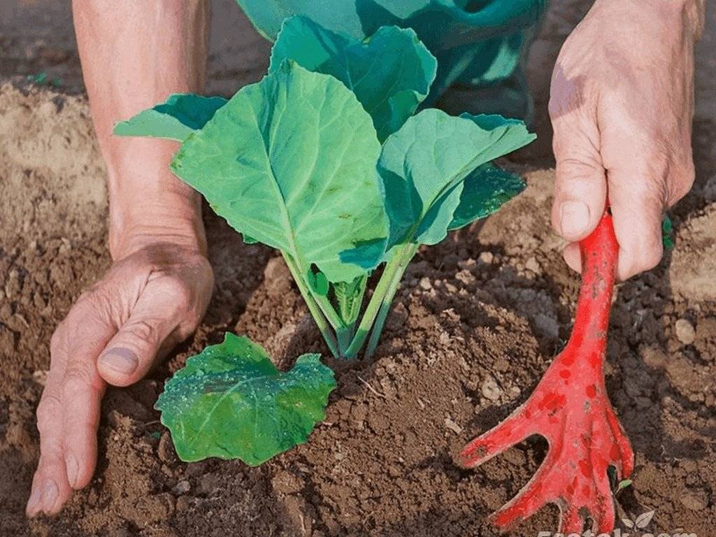 Капуста: выращивание и уход в открытом грунте, вредители и болезни