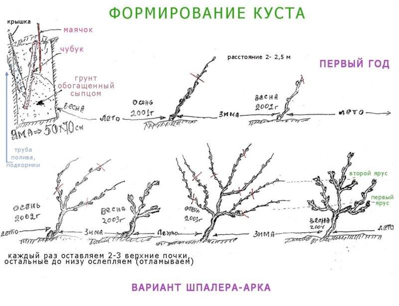 Посадка винограда: как правильно посадить, на каком расстоянии сажать черенками (схема)