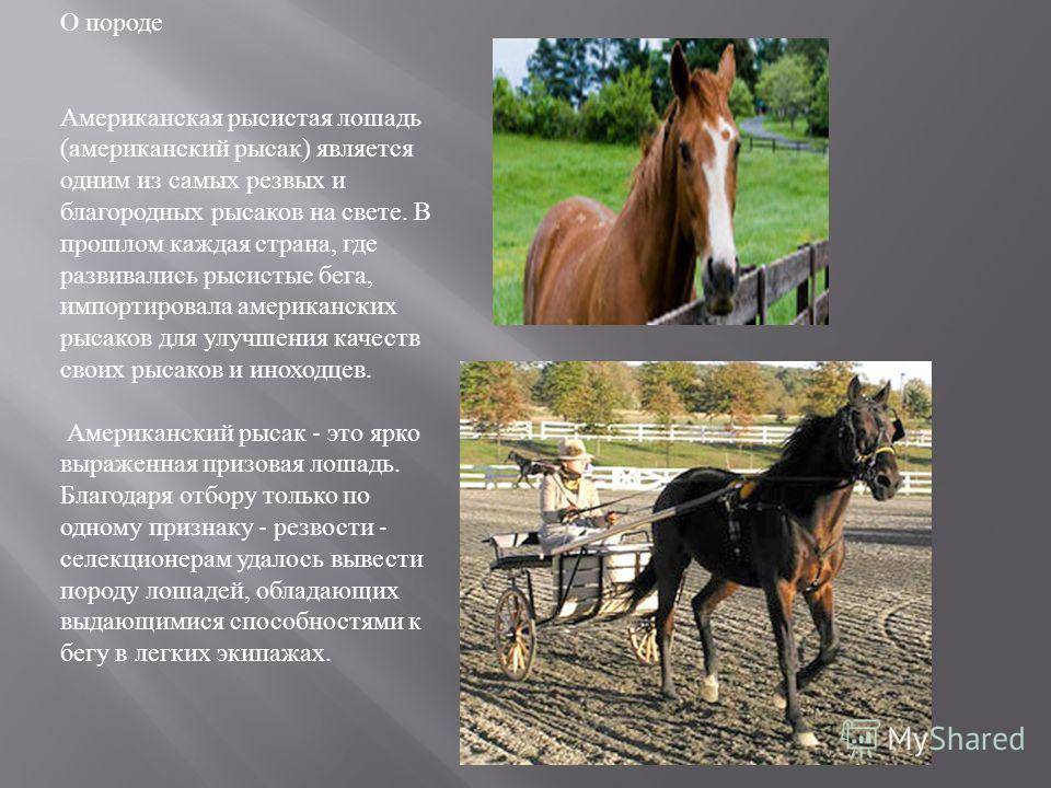 Экстерьер характер русской рысистой породы лошадей русских рысаков