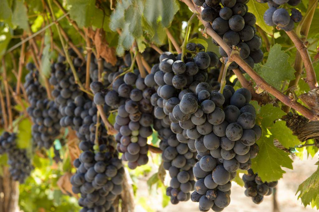 Гарнача: сорт винограда гренаш, его описание, урожайность и характеристика вкусовых качеств вина из этого сорта