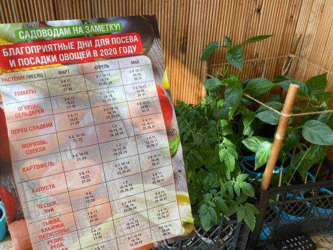 Когда сажать помидоры на рассаду: сроки, расчеты, таблицы
