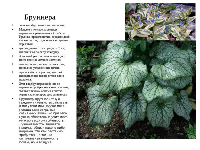 Бруннера крупнолистная (brunnera macrophylla): фото и описание, посадка и уход