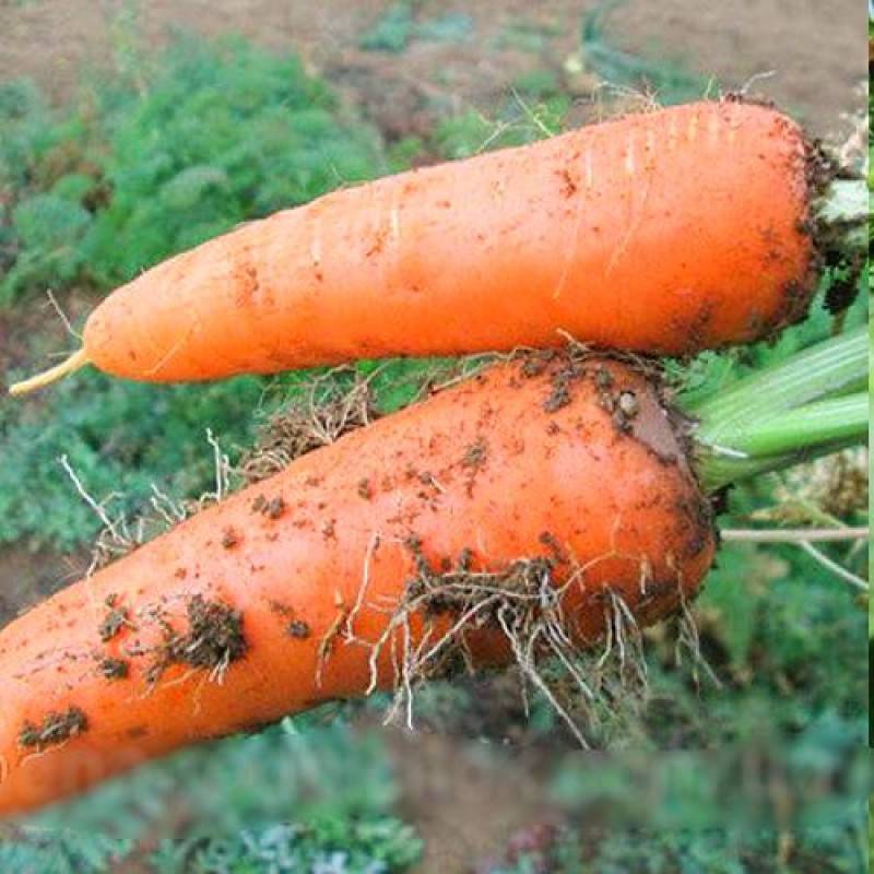 Морковь абако f1: описание гибридного сорта, фото, отзывы, правила выращивания, посадки и ухода