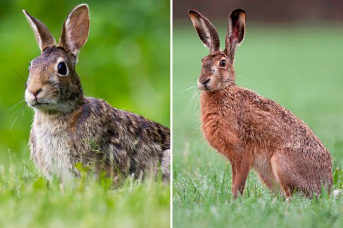 Чем отличается дикий кролик от зайца: основные признаки