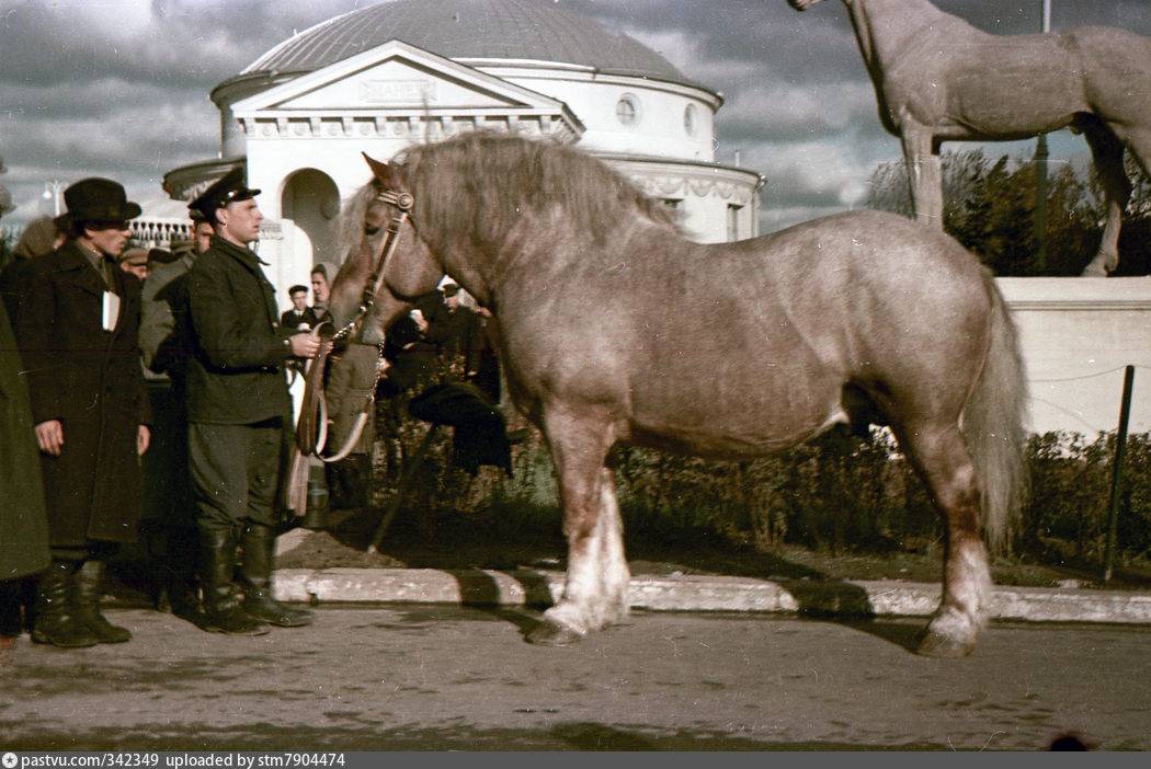 Характеристика породы лошадей советский тяжеловоз и правила содержания