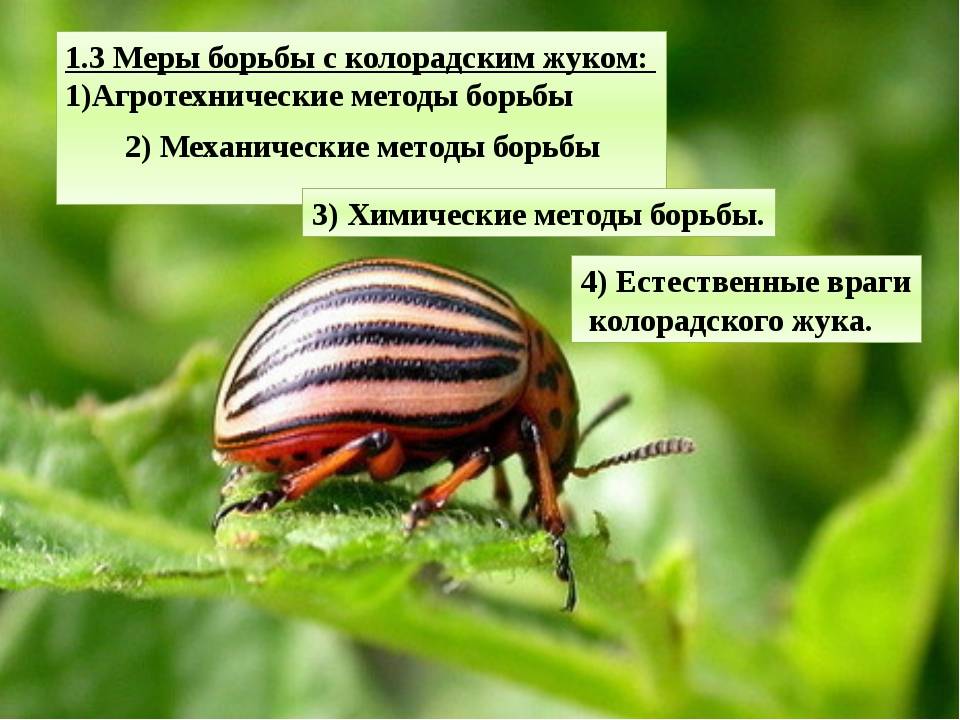 Горчица и уксус против колорадского жука: пропорции и правила обработки