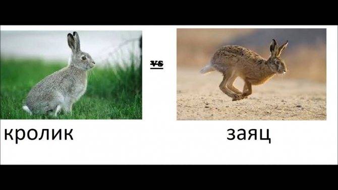 Чем отличается заяц от кролика ? : сходство и разница