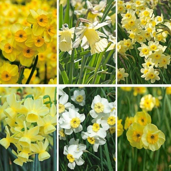 Нарциссы чирфулнесс – особенности посадки и выращивания ароматного сорта
