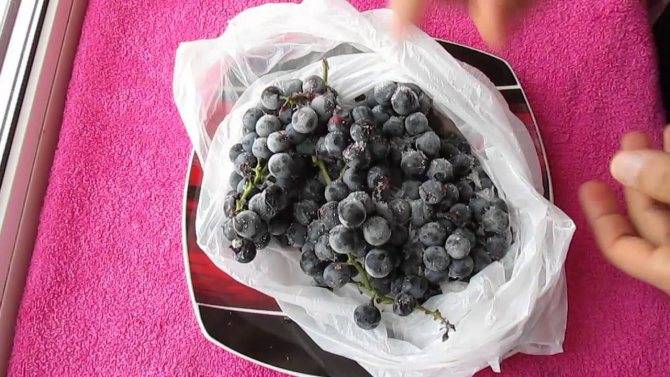 Можно ли замораживать виноград на зиму и топ 4 способа в домашних условиях