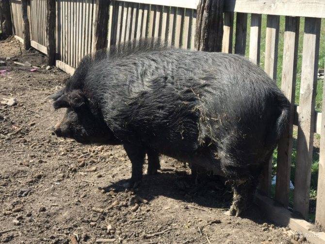 Кармалы: порода свиней с особенными достоинствами