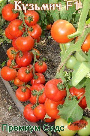 Описание раннего томата синьор помидор и агротехнические характеристики растения