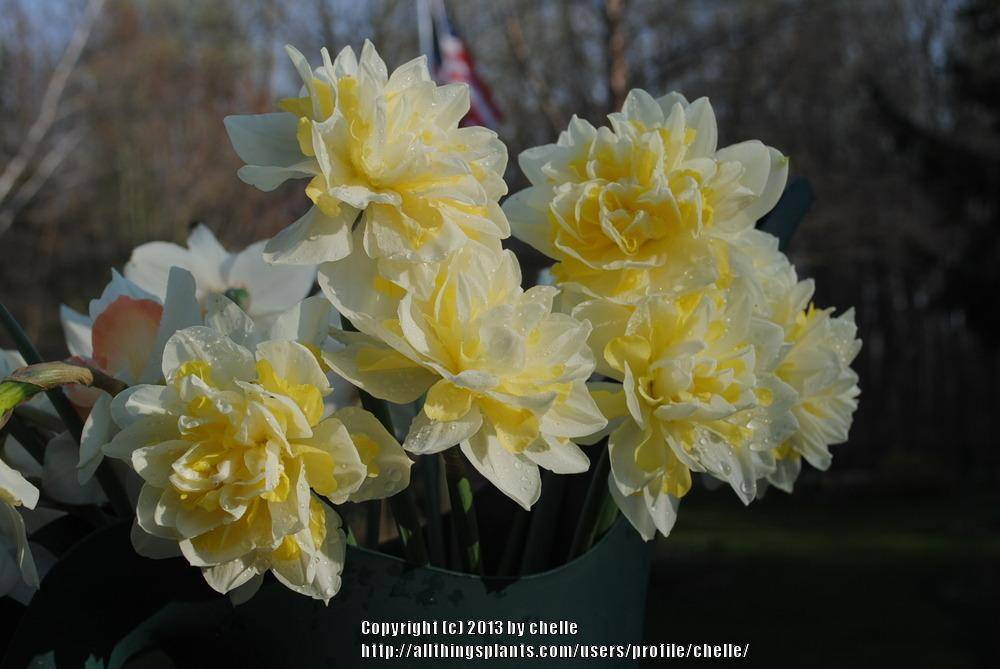 Нарцисс рози клауд: описание и характеристики сорта, правила посадки и ухода