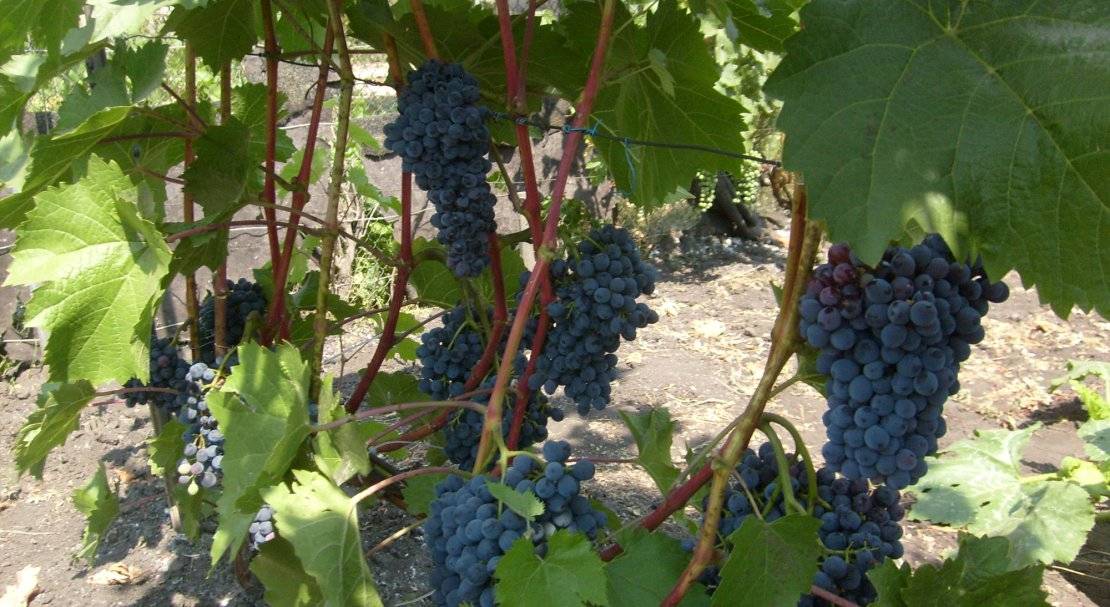 Виноградный сорт бианка — описание и правила агротехники