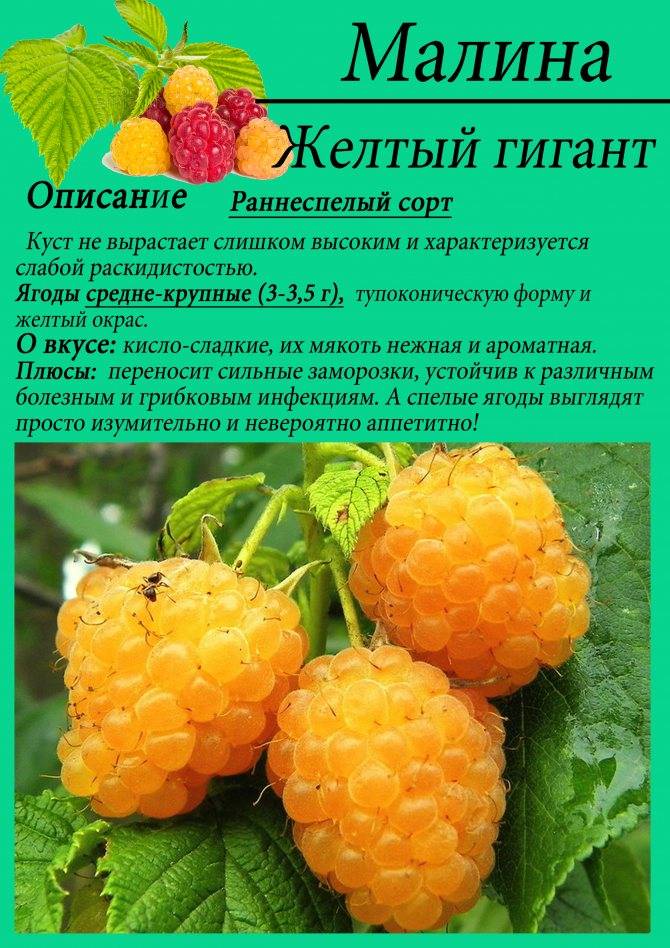 Малина гордость россии: описание крупноплодного сорта, отзывы, фото урожая, посадка, выращивание и дальнейший уход