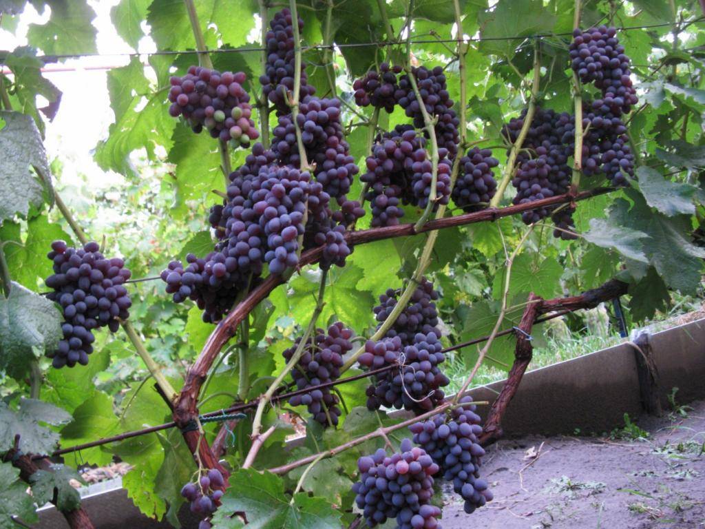Описание винограда сорта кишмиш лучистый, особенности посадки и выращивания. лучший бескостный виноград «кишмиш лучистый»