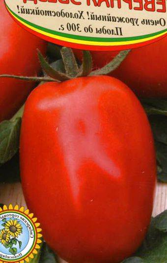 Описание сорта томата славянин, особенности выращивания и ухода