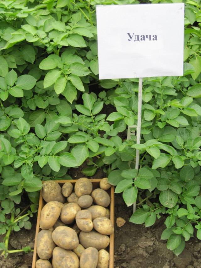 Лучшие ранние сорта картофеля для россии и ее регионов