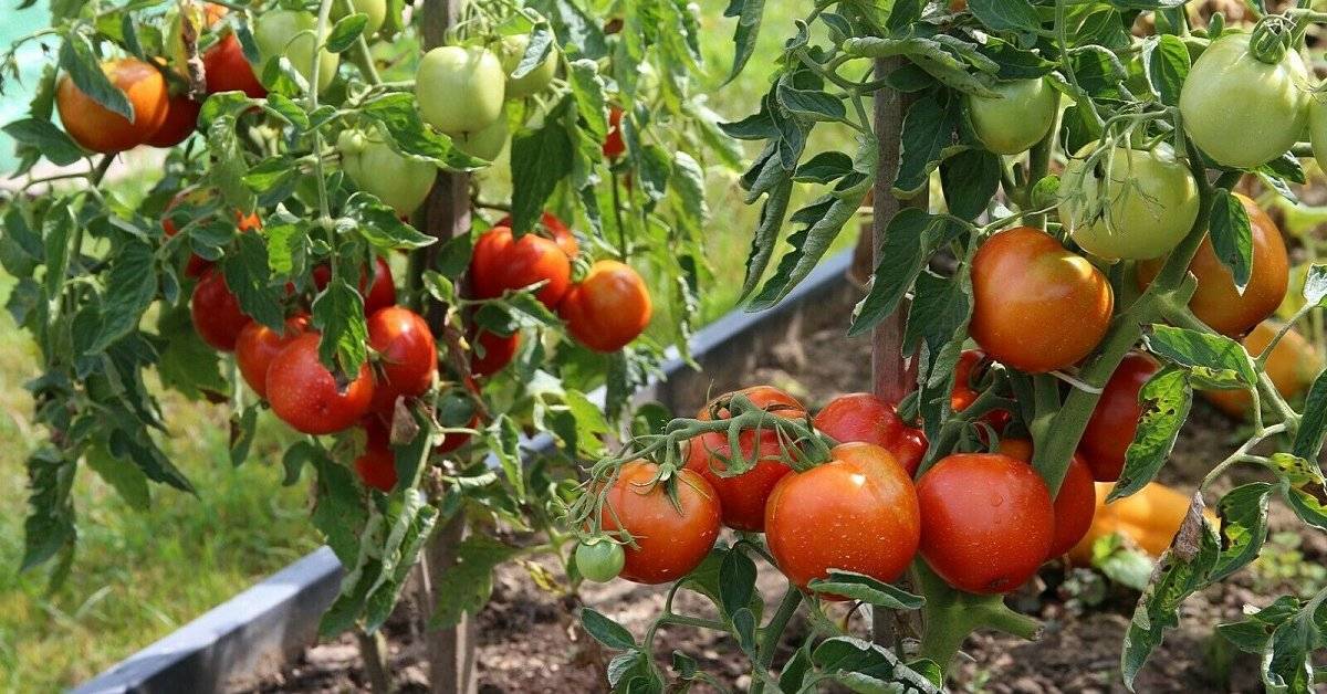 Знакомьтесь — продуктивный и неприхотливый в уходе томат перчик: характеристики сорта и его описание