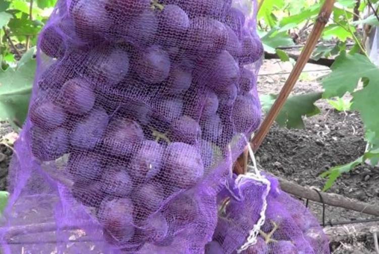 Всё о сорте винограда «низина» от особенностей выращивания до фото и отзывов о нем