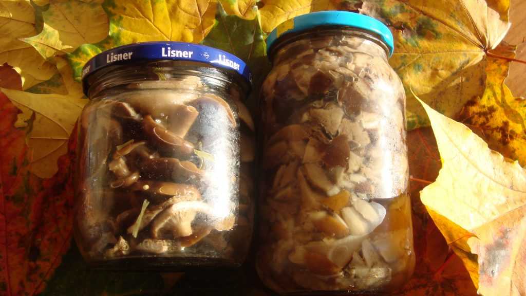 ✅ как солить грибы горькушки: соление горячим, холодным способом, маринование - tehnoyug.com