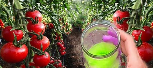 Как вырастить рассаду помидор в домашних условиях: от посева семян до высадки в грунт