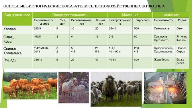 Комолая коза: топ-5 безрогих пород и сравнительная характеристика