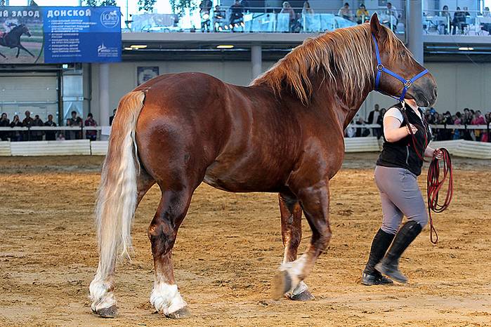 Русский тяжеловоз (порода лошадей): фото и описание, содержание и уход, видео