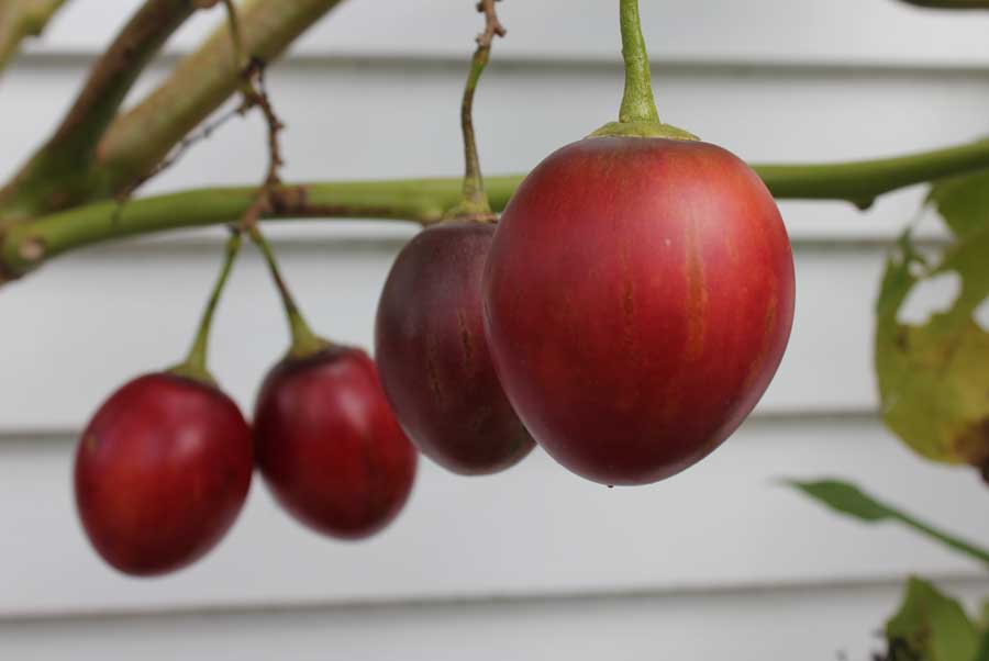 Цифомандра — выращиваем томатное дерево в комнате