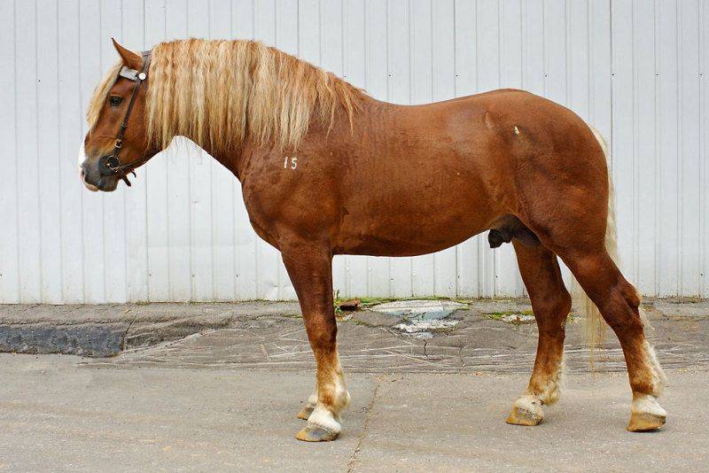 Лошадь владимирский тяжеловоз: уход и содержание