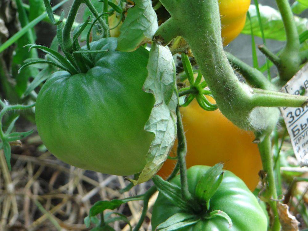 Семена томат золотой бык: описание сорта, фото. купить с доставкой или почтой россии.
