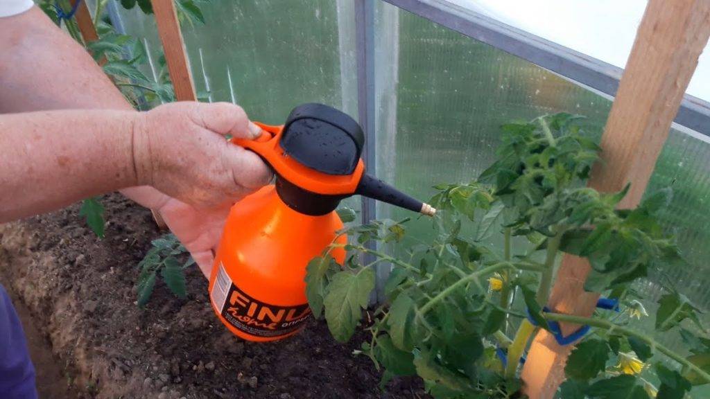 Опрыскивание помидор борной кислотой для завязи