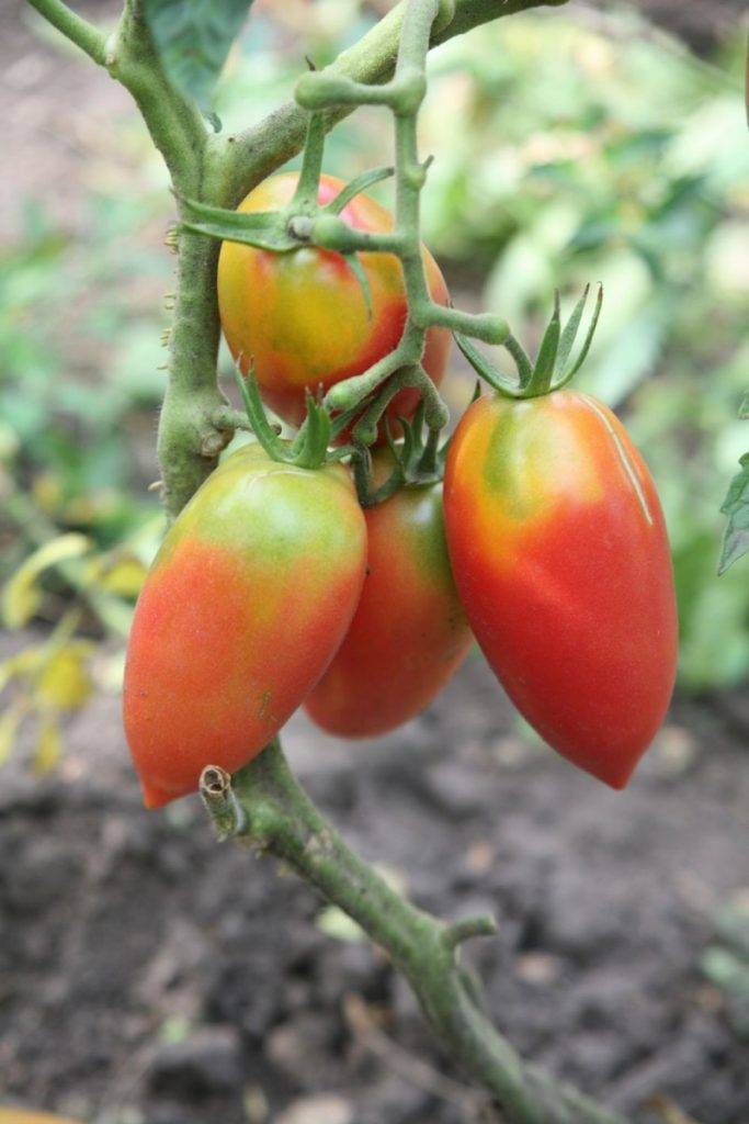 Фото, отзывы, описание, характеристика, урожайность сорта помидора «сосулька розовая».