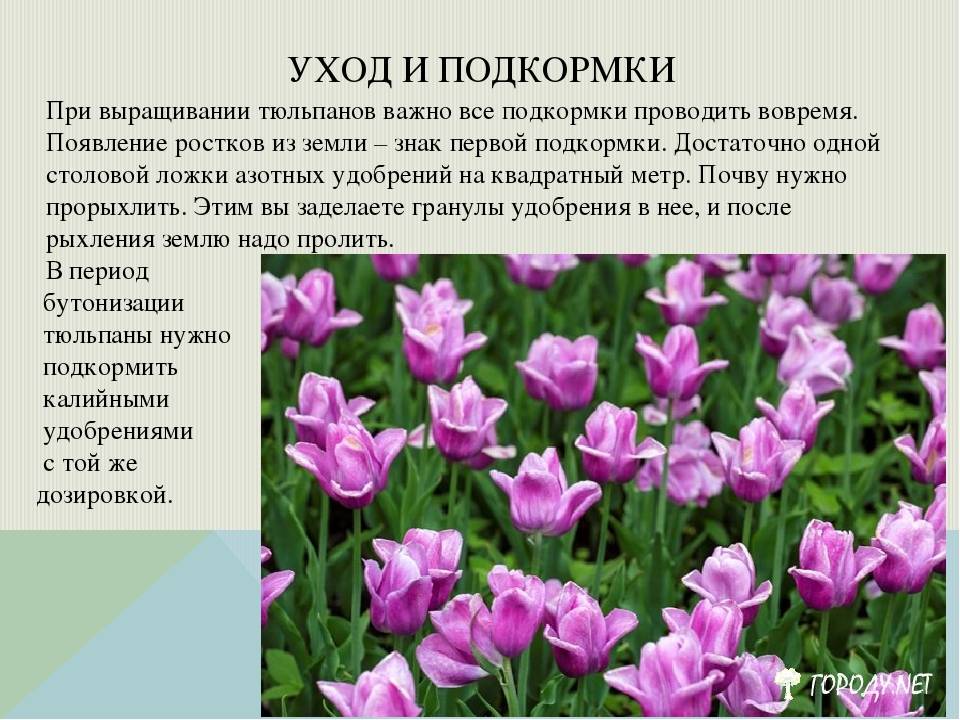 Махровые тюльпаны: описание ранних и поздних сортов, посадка и уход с фото